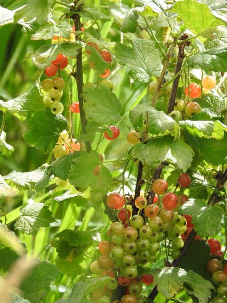 Berry Patch & Firefly Walk — Currants