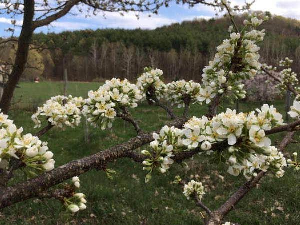 Berry Patch & Firefly Walk — Plum blossoms