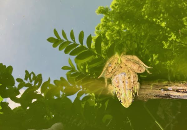 Frog Pond