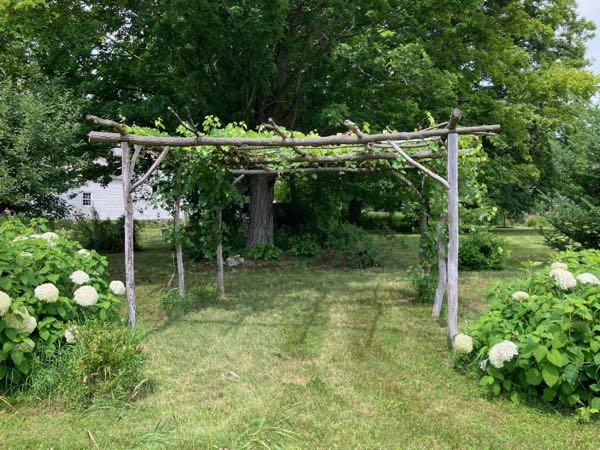 Grape Arbor