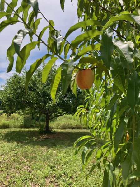 Orchard & Greenhouse — Peaches