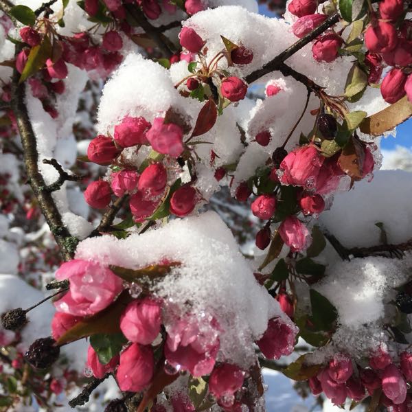 Orchard & Greenhouse — Spring