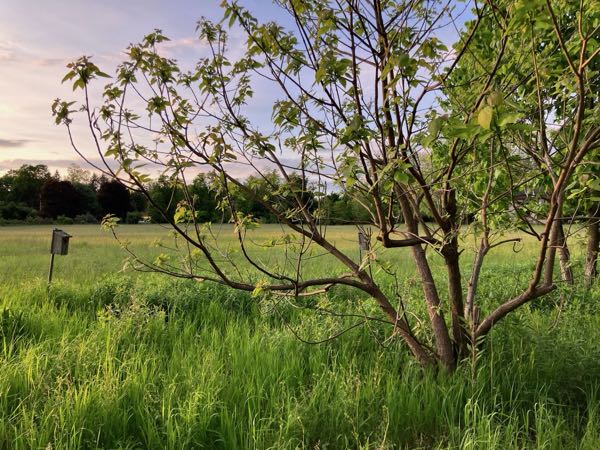 Hayfield & Walking Paths