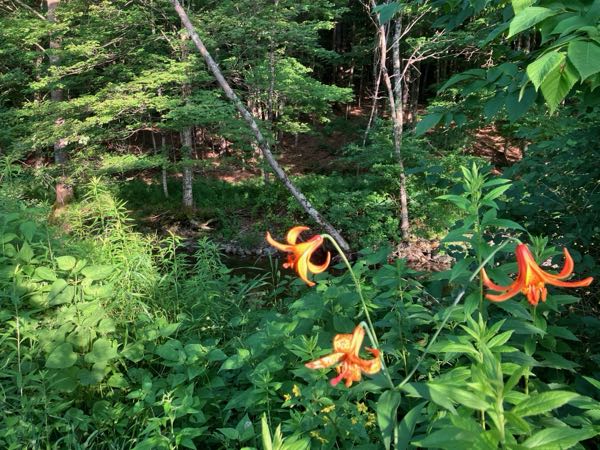 Swimming Hole — Canada Lillies