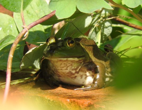 Wildlife