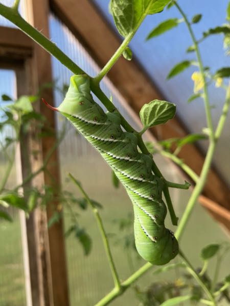 Wildlife — Hornworm