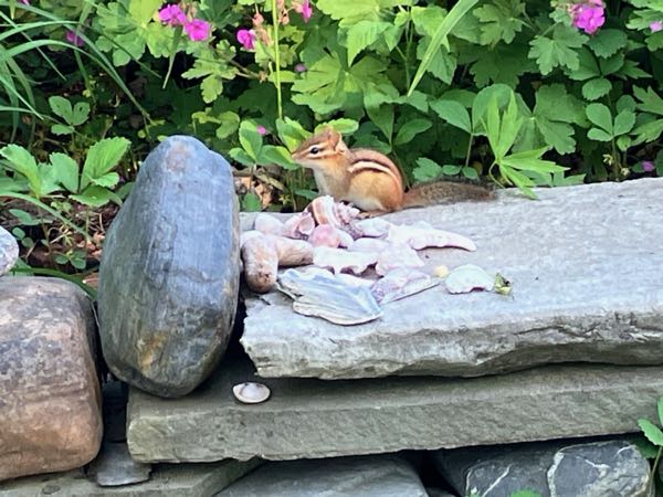 Wildlife