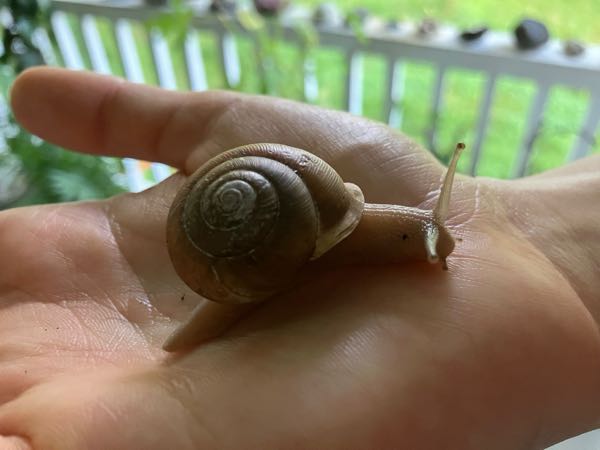 Wildlife
